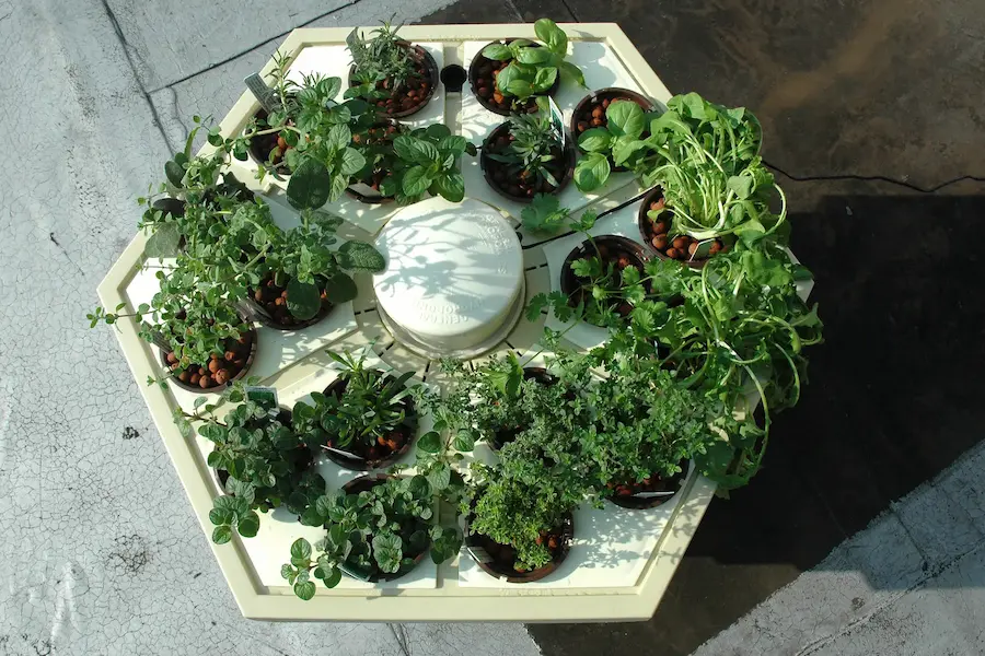 image of hydroponic garden